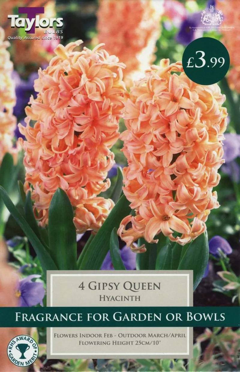 Taylors Bulbs Gypsy Princess Hyacinth Orange 4 Per Pack