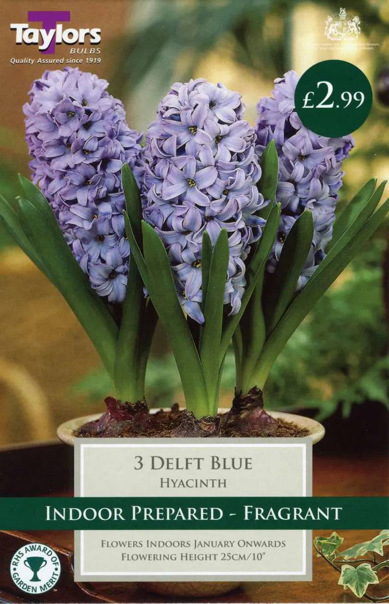 Taylors Bulbs Hyacinth Delft Blue Indoor Prepared 3 bulbs per pack