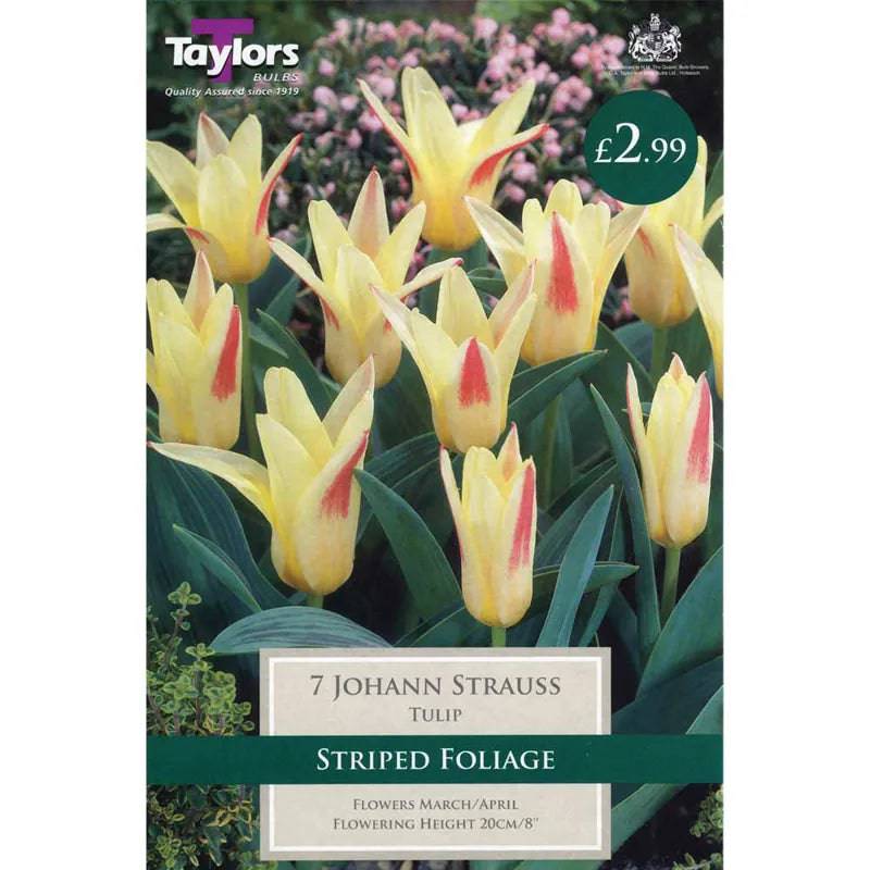 Taylors Bulbs Johann Strauss Tulip Pack of 7