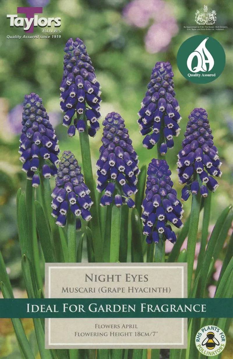 Taylors Bulbs Muscari Grape Hyacinth Night Eyes Pack of 15