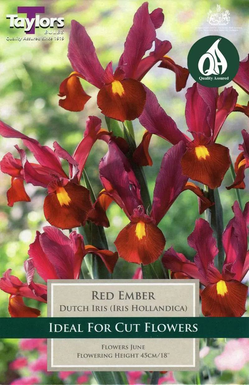 Taylors Bulbs Red Ember Dutch Iris 8 Pack