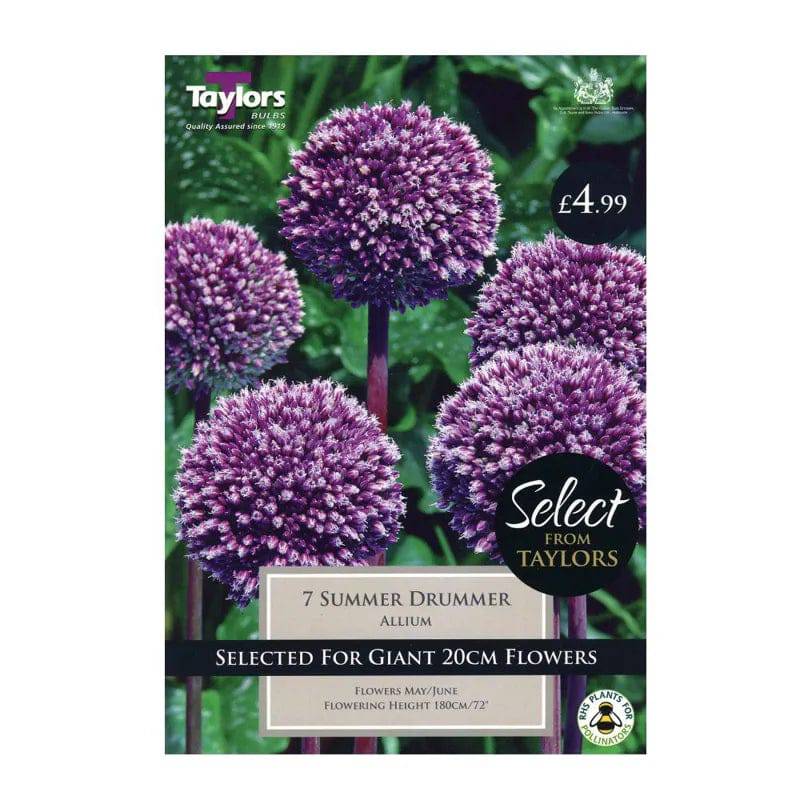 Taylors Bulbs Summer Drummer Allium Pack of 7