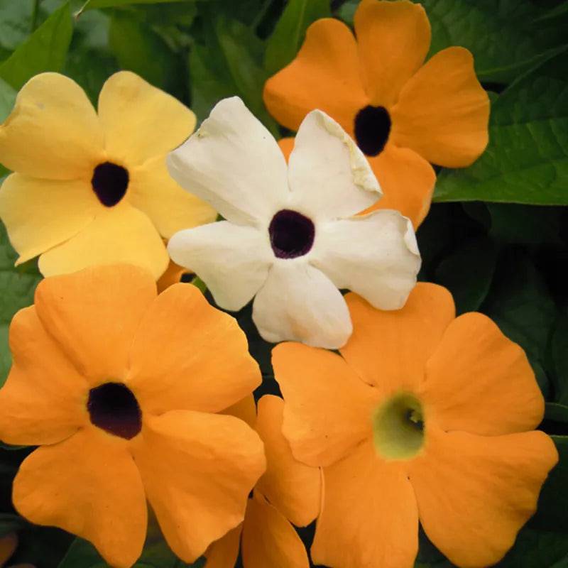 Thunbergia Blk Eyed Suzie