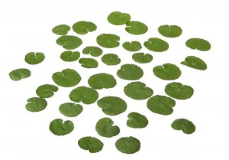 Velda Lotus Leaf 4-5cm - Mill Race Garden Centre
