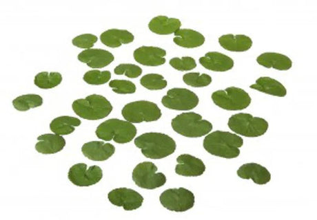 Velda Lotus Leaf 4-5cm - Mill Race Garden Centre