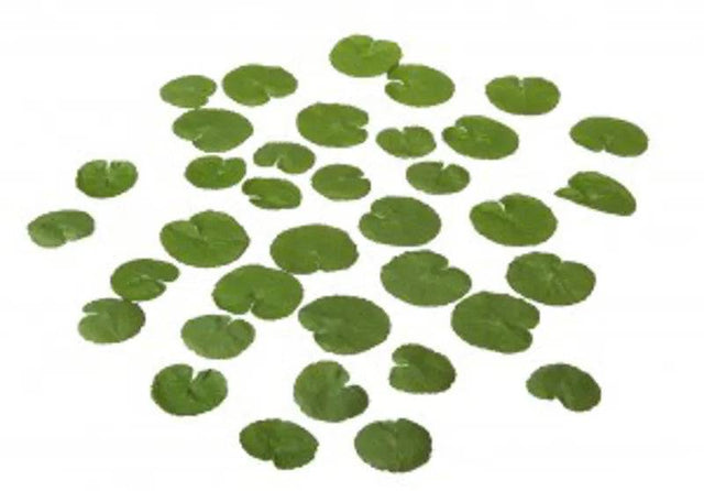 Velda Lotus Leaf 4-5cm - Mill Race Garden Centre