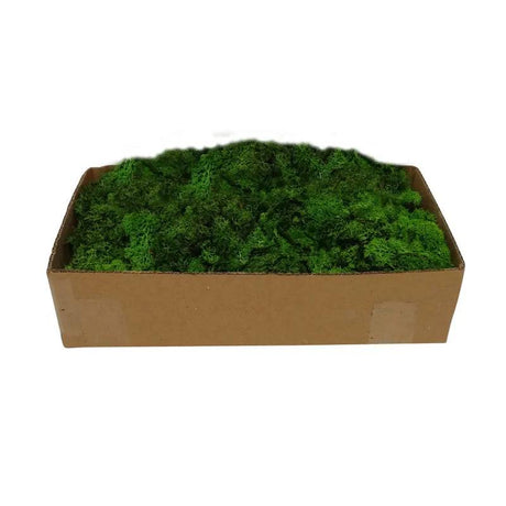 REINDEER MOSS GREEN 500GR - Mill Race Garden Centre