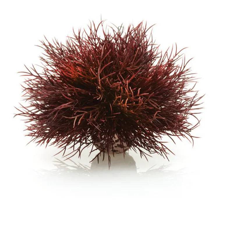 biOrb Crimson Sea Lily