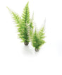 biOrb Winter Fern Pack x2. - Mill Race Garden Centre