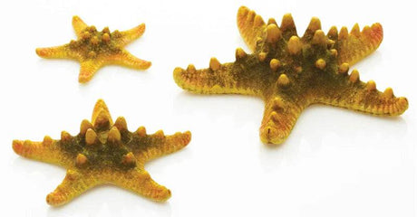 biOrb Yellow Sea Star x3. - Mill Race Garden Centre