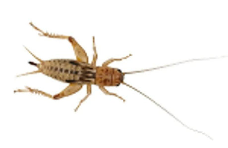 Live Silent Crickets Medium per Tub - Mill Race Garden Centre