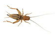 Live Silent Crickets Small Per Tub - Mill Race Garden Centre