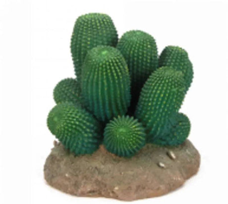 Cactus 13 Size 121213 - Mill Race Garden Centre