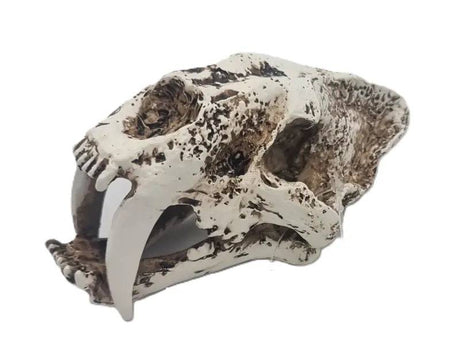 Sabre Tooth Tiger Skull 2 Size 19.510.5 11 - Mill Race Garden Centre