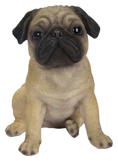 Pug Real Life Resin Ornament by Vivid Arts - Mill Race Garden Centre