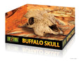 Buffalo Skull - Mill Race Garden Centre