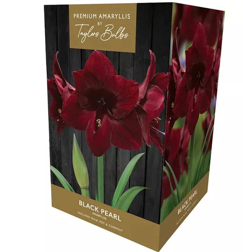 AMARYLLIS BLACK PEARL 26-28 - Mill Race Garden Centre