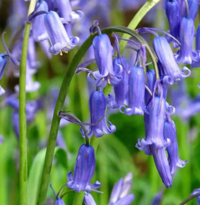 Bluebells (Hyac. Non-Scripta)  Sel - Mill Race Garden Centre