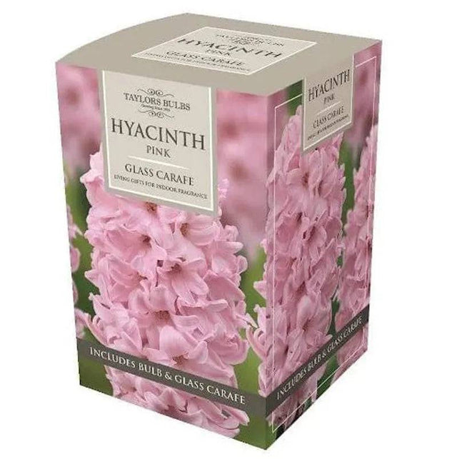 Hyacinth Pink Glass Carafe Box - Mill Race Garden Centre