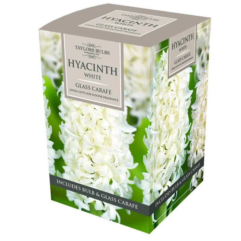 Hyacinth White Glass Carafe Box - Mill Race Garden Centre