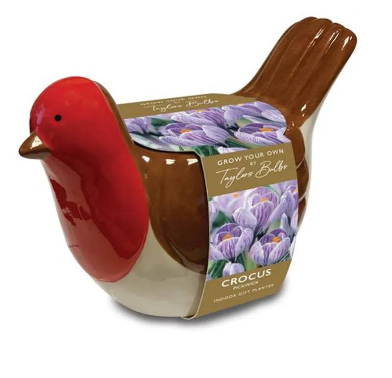 Taylor Bulbs Robin Planter with Crocus Bulbs