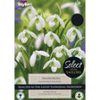 Taylors Bulbs Galanthus Plicatus Snowdrops Pack of 5 - Mill Race Garden Centre