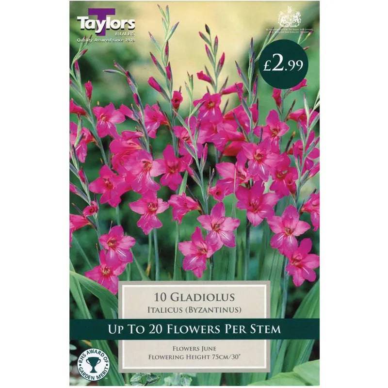 Taylors Bulbs Italicus Gladiolus Pack of 10