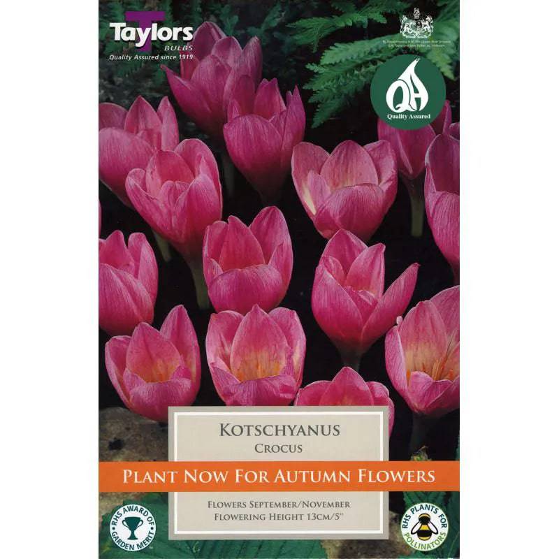 Taylors Bulbs Kotschyanus Crocus Pack of 12