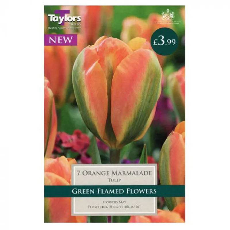 Taylors Bulbs Orange Marmalade Tulips 7 Pack