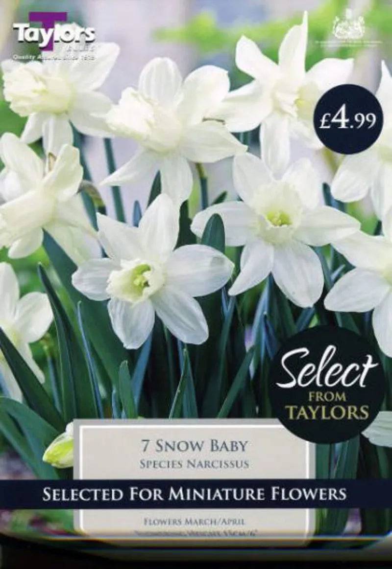 Taylors Bulbs Snow Baby Narcissus 7 Pack