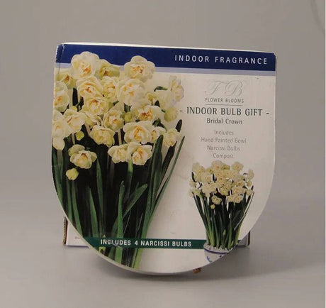 Taylors Indoor Ceramic Bulb Gift Narcissus Bridal Crown - Mill Race Garden Centre