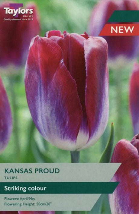 Tulip Kansas Proud 11-12 - Mill Race Garden Centre