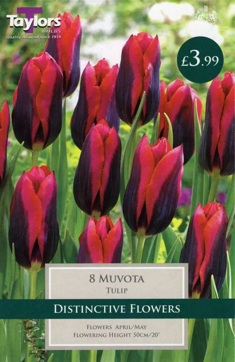 TULIP MUVOTA 11-12 P/P - Mill Race Garden Centre