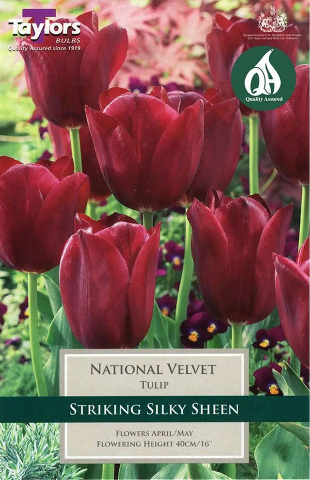 Tulip National Velvet 11-12 P/P - Mill Race Garden Centre