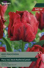 Tulip Red Madonna 11-12 P/P - Mill Race Garden Centre