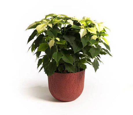 Folia Mood Pot Raspberry 30cm - Mill Race Garden Centre