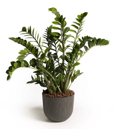 Folia Mood Pot Urban Grey 40cm - Mill Race Garden Centre