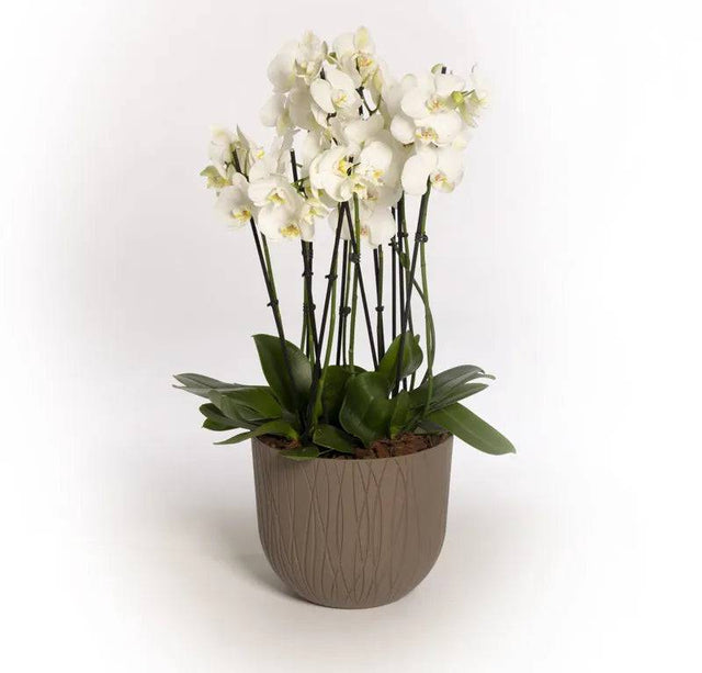 Natura Mood Pot Latte 30cm - Mill Race Garden Centre