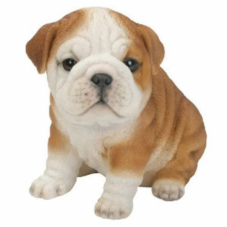 PP Bulldog Puppy F - Mill Race Garden Centre