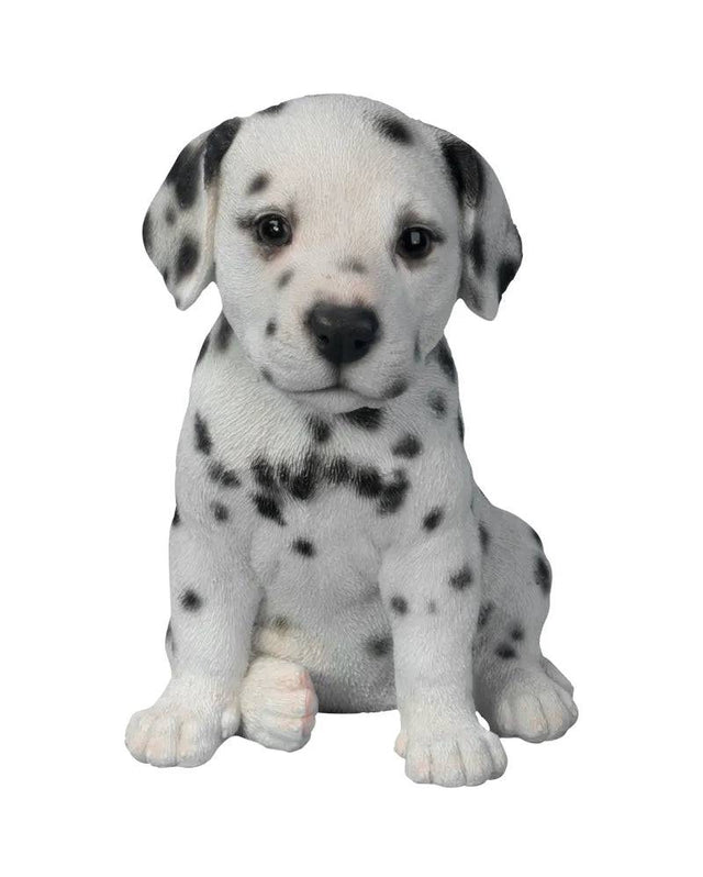 PP Dalmation Puppy - Mill Race Garden Centre