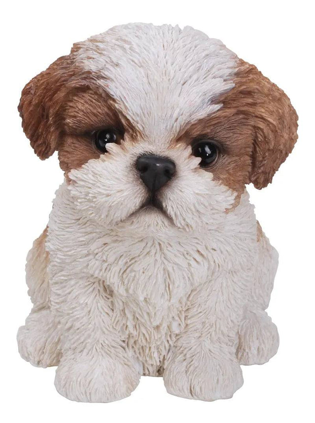 PP Shih Tzu Puppy Brn & Wht - Mill Race Garden Centre