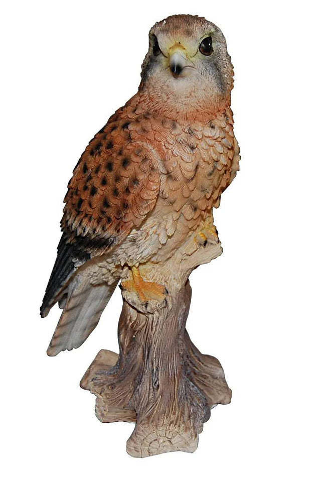 Real Life Kestrel - Mill Race Garden Centre