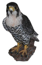 Real Life Peregrine Falcon - Mill Race Garden Centre