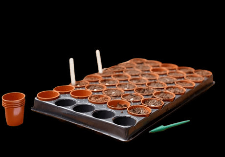 Gro-Sure Seed and Cutting Tray 40 Pots - Mill Race Garden Centre