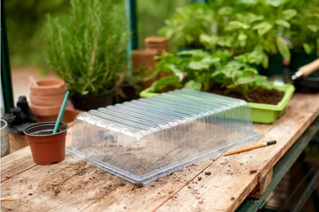 Standard Seed Tray Lid - Mill Race Garden Centre