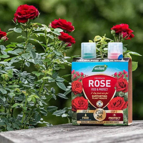 Westland 2 in1 Feed and Protect Rose - Mill Race Garden Centre