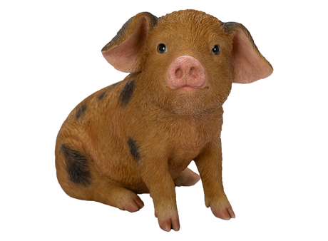 Oxford Sandy & Black Piglet Real Life Resin Ornament By Vivid Arts - Mill Race Garden Centre