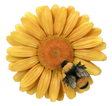 Yellow resin hanging daisy wall ornament with a bee, by Vivid Arts, featuring a detailed yellow daisy flower and bee design.